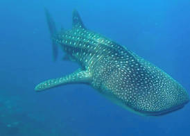 Dhigurah Tourist Hotel 4