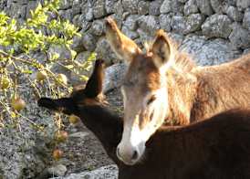 Agroturismo Son Siurana 5