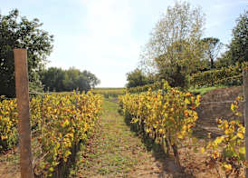 Buonamico Wine Resort 2
