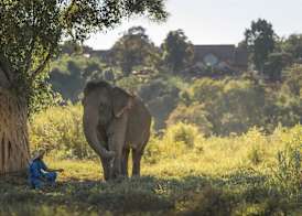 Anantara Golden Triangle Elephant Camp & Resort 5