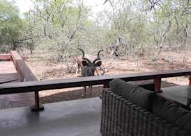 Marloth Kruger Bush Villa 4