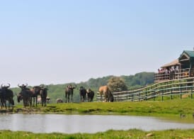 Port Lympne Reserve - Livingstone Lodge 5
