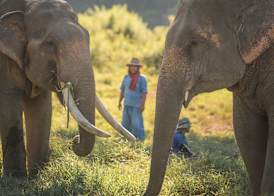 Anantara Golden Triangle Elephant Camp & Resort 3