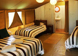 Wildebeest Eco Camp 3