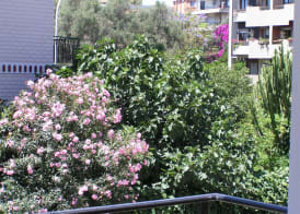 Anania 2