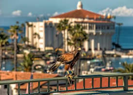 The Avalon Hotel in Catalina Island 3
