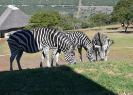 Jbay Zebra Lodge 2