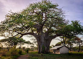 Baobab Tented Camp 3