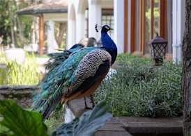 Fairmont Mount Kenya Safari Club 4