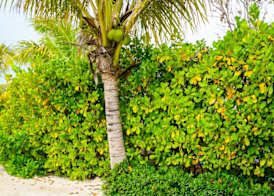 Pine Cay, Turks and Caicos 5