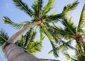 Casa Marina Key West, Curio Collection by Hilton 2