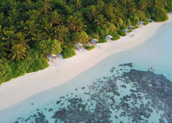 Plumeria Maldives 1