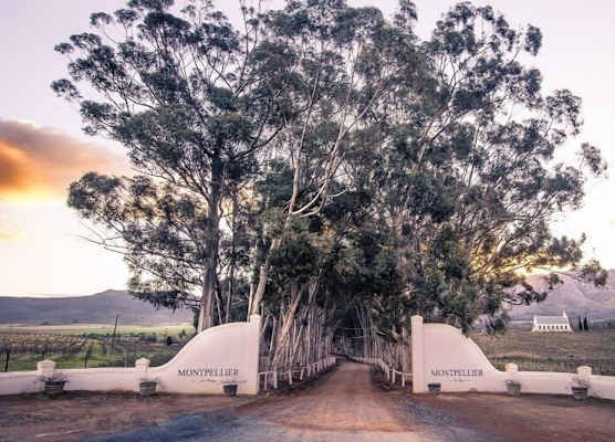 Montpellier de Tulbagh 1