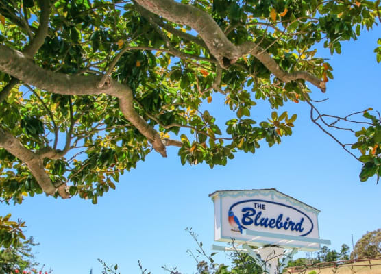 Bluebird Inn 1