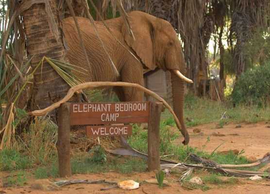 Elephant Bedroom Camp 1
