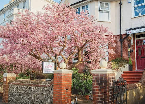 The Cherry Tree B&B 1
