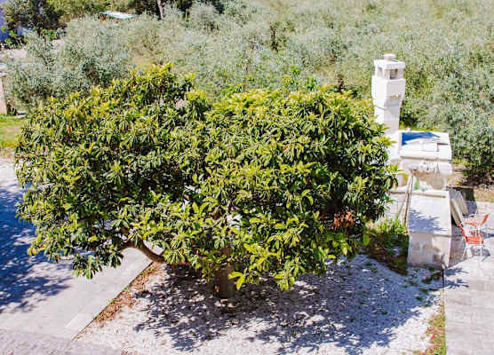 Agriturismo biologico Piccapane 1