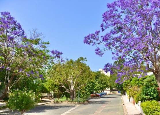PAPHOS GARDENS HOLIDAY RESORT 1