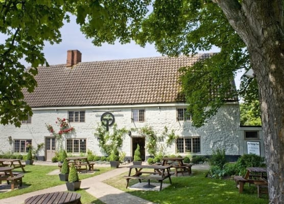 The Orange Tree 1