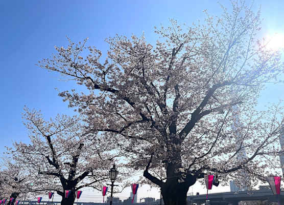HOTEL AMANEK Asakusa Sakurabashi 1