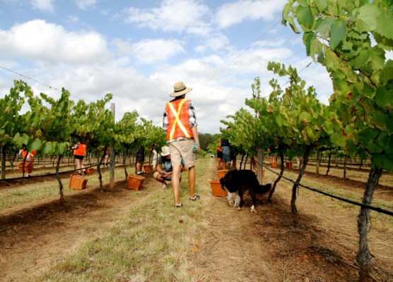 The Carriages Boutique Hotel and Vineyard 1