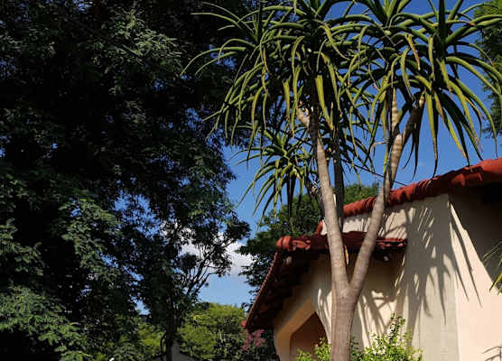 Villa Botanica Executive Guest House 1