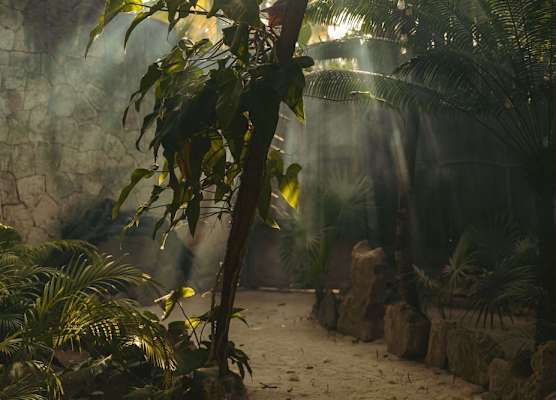 Ether Tulum 1