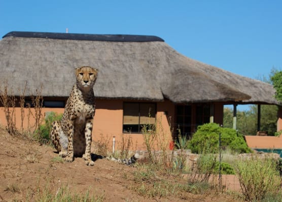 Babson House @ Cheetah Conservation Fund 1