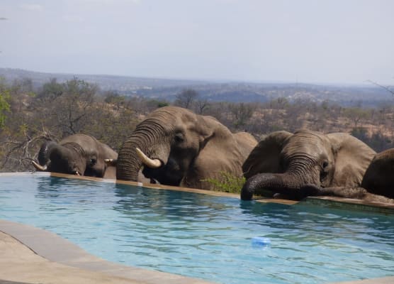 Mbizi Bush Lodge 1