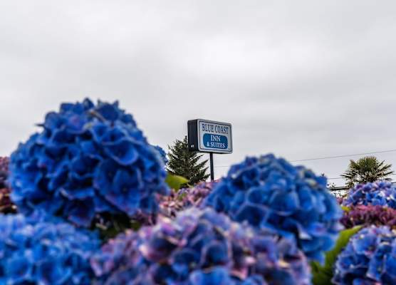 Blue Coast Inn & Suites 1