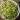 FUSILLI CON PESTO