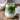 ICE COCO-MATCHA