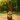 Westmalle Triple (rubia 9.5º)