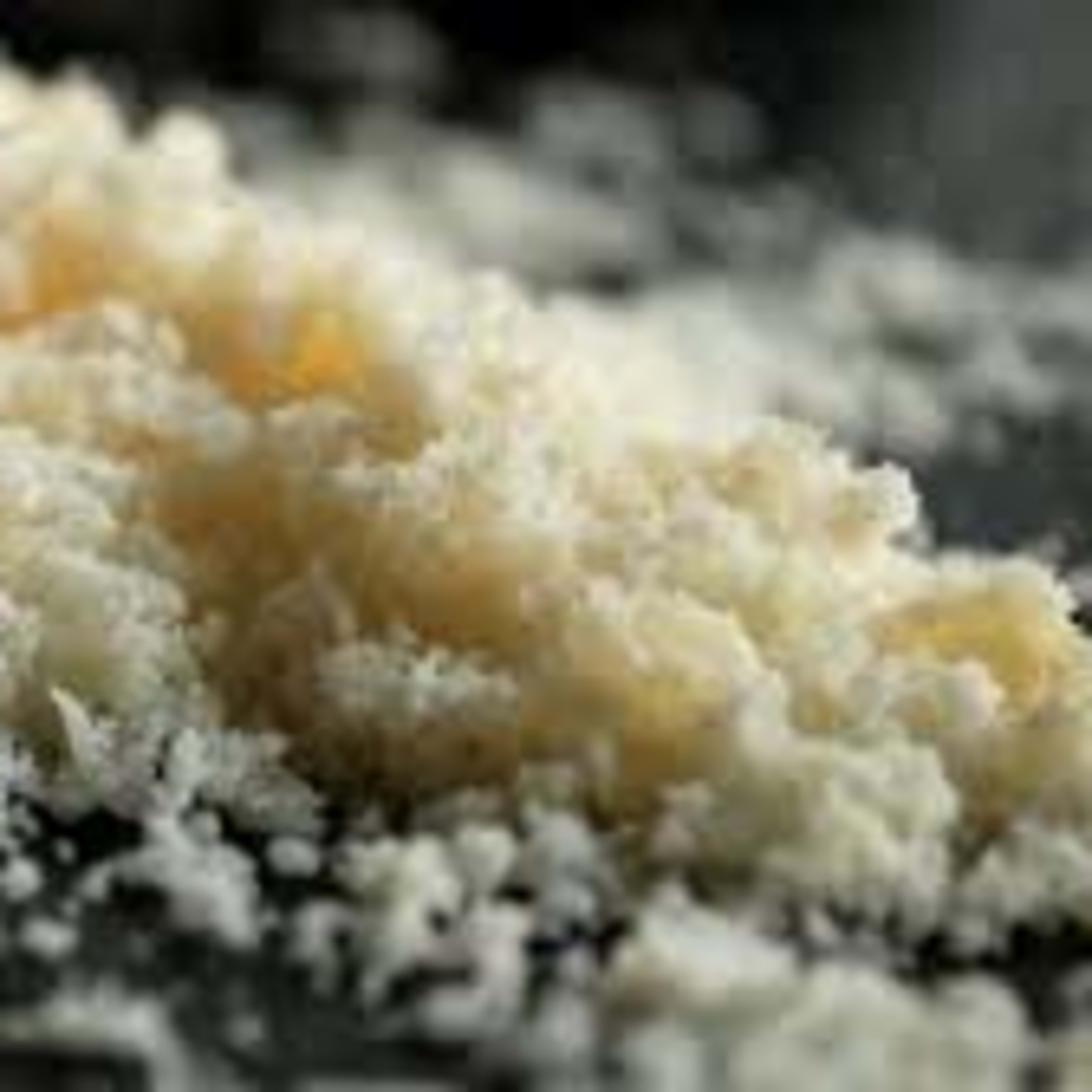 GRATED CHEESE SEPARATELY