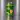 FUZE TEA