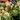Extra verduras UP