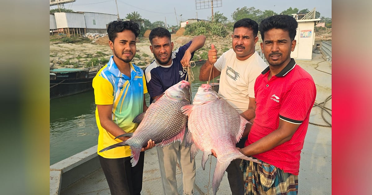 রাজবাড়ীতে পদ্মার দুই বড় কাতলা মাছ বিক্রি হলো