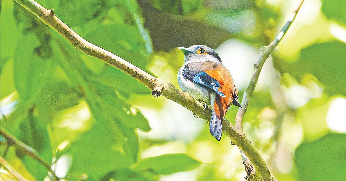 বিরল চাঁদিয়াল পাখির সন্ধানে