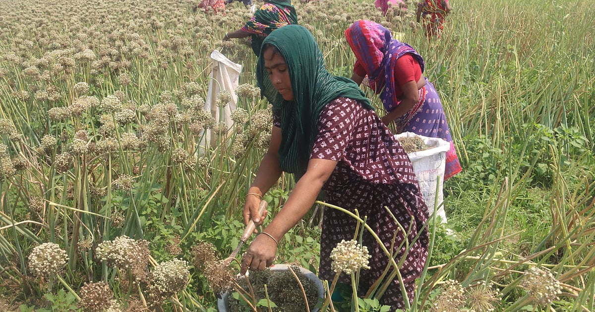 পেঁয়াজের বীজ তোলার কার্যক্রম শুরু