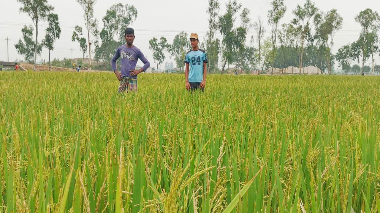 রংপুরে ইটভাটার বিষাক্ত ধোঁয়ায় ধানক্ষেত নষ্ট