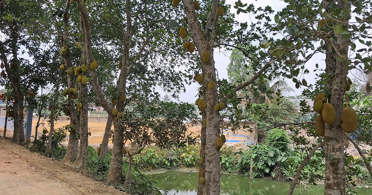 দাউদকান্দির বেড়িবাঁধে কাঁঠালের রাজ্য