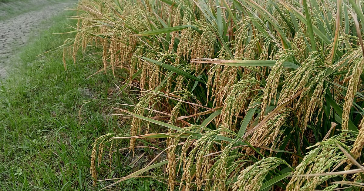 খুলনার কৃষকদের আগ্রহী উচ্চফলনশীল ধানের চাষে