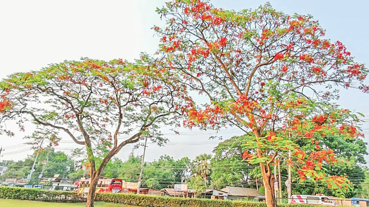 কুমিল্লার রাস্তায় রঙিন কৃষ্ণচূড়ার সৌন্দর্য
