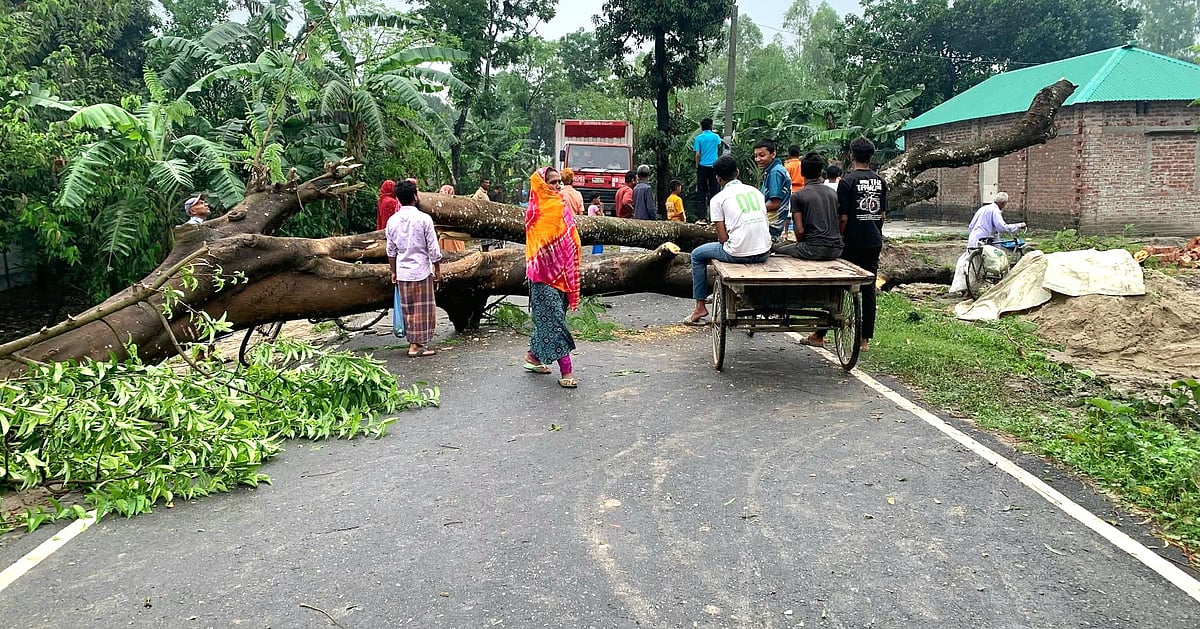 ঠাকুরগাঁওতে দুই দফা ঝড়ে ফসলের ব্যাপক ক্ষতি