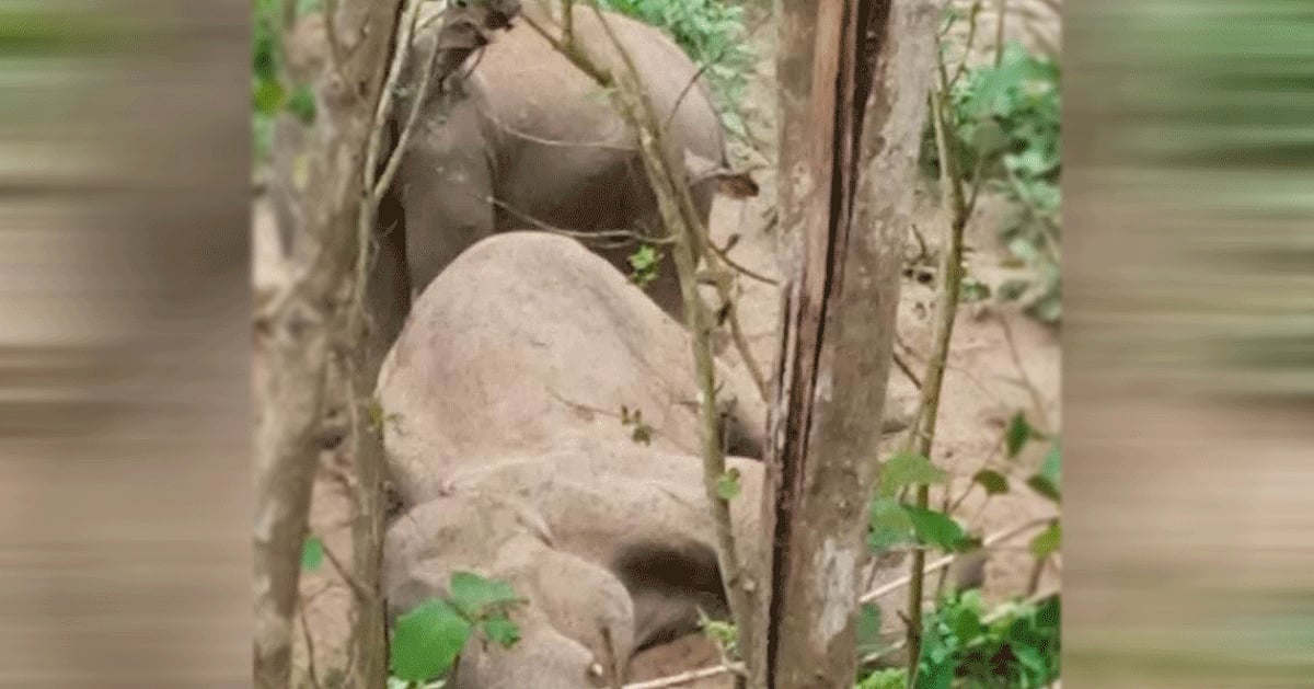 রাঙামাটির বন্য হাতির মৃত্যু, শোকে কাতর সঙ্গী দাঁড়িয়ে আছে পাশে