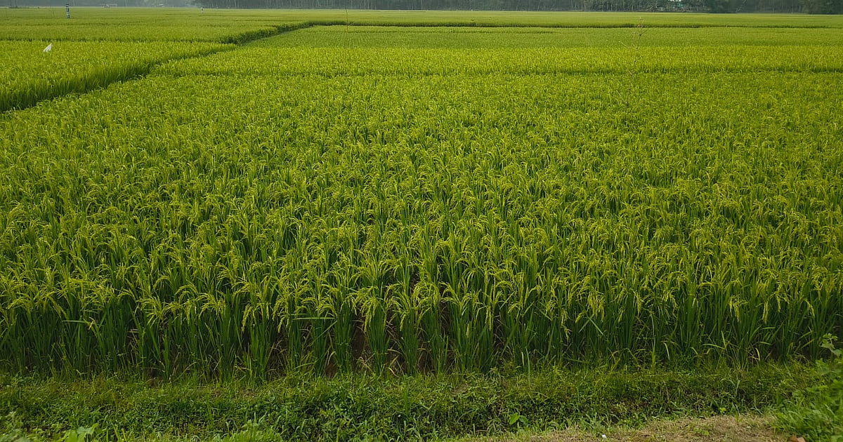 গারো পাহাড়ের ঢালে ধানখেত, বন্য হাতির আক্রমণের শঙ্কায় কৃষকেরা