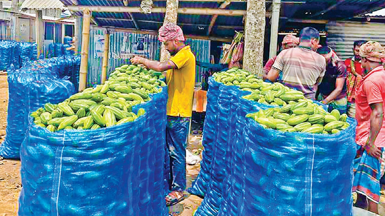 চৌগাছা থেকে বিদেশে পটোল যাচ্ছে, পাঁচশ কোটি টাকা বিক্রির সম্ভাবনা