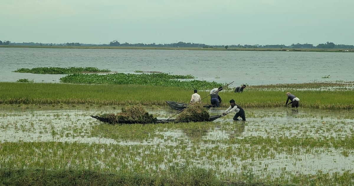 নেত্রকোনার হাওর-বিলে পানি ঢুকছে, কৃষকেরা আধপাকা ধান কাটছেন