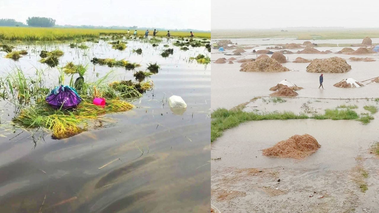 হাওরের কৃষকের স্বপ্ন পানিতে তলিয়ে গেছে
