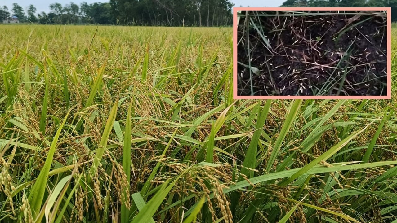 মতলব উত্তরে শিলাবৃষ্টিতে ফসলের ব্যাপক ক্ষতি